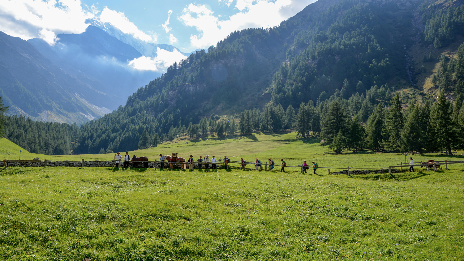 Saumtiere auf dem Weg